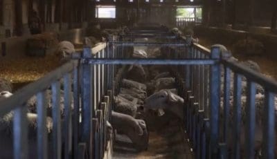 tvneapieria-aftoktonise-ktinotrofos-–-echase