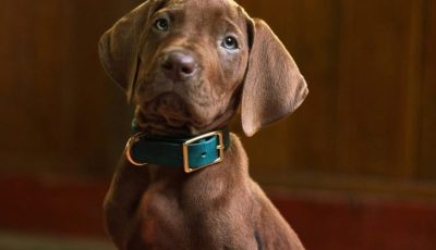 scooby-e1781017274500